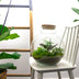 Flaschengarten Bolder Bob: DIY-Pflanzterrarium mit LED-Korken Bild 6