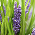 24x Liriope muscari 'Big Blue' - 10-25cm - Ø9cm Bild 5
