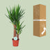 Yucca Pflanze Ø17cm - ↕80cm | Luftreinigend & Pflegeleicht Bild 4