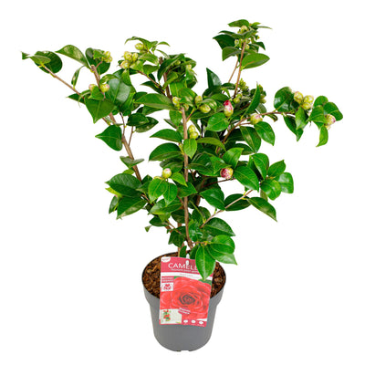 Camellia japonica 'Black Lace' - Immergrüner Strauch, ↨65cm