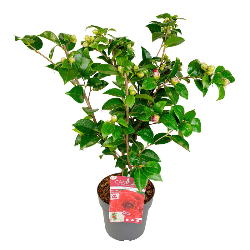Camellia japonica 'Black Lace' - Immergrüner Strauch, ↨65cm