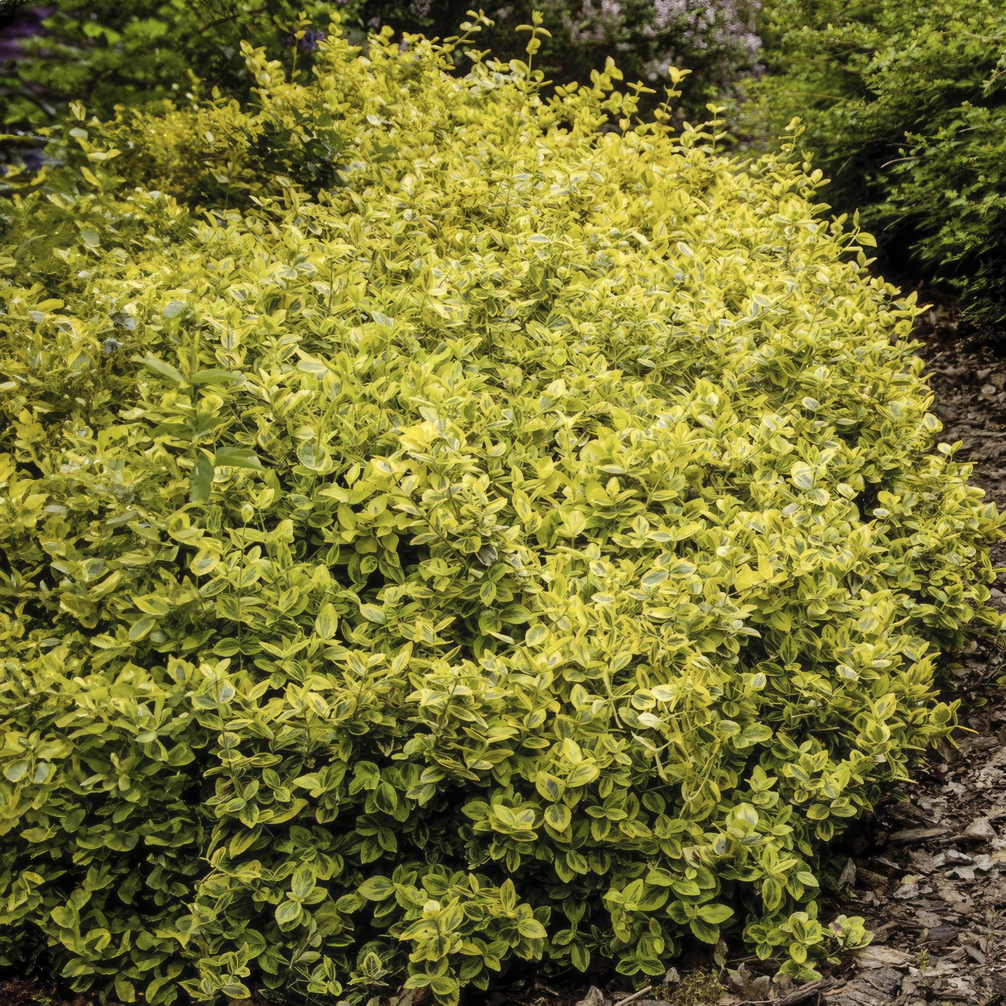 12x Euonymus 'Emerald 'n Gold' - 10-25cm - Ø9cm