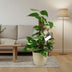 Scindapsus Epipremnum: Hängepflanze im Ø15cm Topf, ↕50cm Bild 3