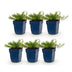 Green boutiQ - Perennial - Phlox Tricolour - Flame Flower - Ground Cover - Purple - Pink - White - 6 Plants - Pot 11cm - Height 15-25cm Bild 7