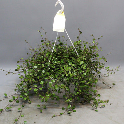Muehlenbeckia 'Wölkchen der Liebe' - Hängende Zimmerpflanze (Ø22cm)