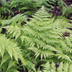 6x Wurmfarn (Dryopteris filix-mas) - 10-25cm - Topf Ø9cm Bild 7