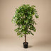Künstlicher Ficus Deluxe Rankenbaum 140cm Bild 4