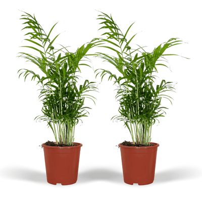 Chamaedorea Elegans (Mexikanische Bergpalme) - 2er Set, Ø17cm, ↕55cm