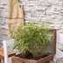 Fargesia rufa Bambus: Kompakt & Pflegeleicht, Ø29cm, ↕80cm Bild 8