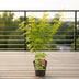 Acer palmatum 'Going Green' - Japanischer Ahorn, Ø15cm, 30cm hoch Bild 3