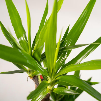 2x Yucca Elephantipes (Palmlilie) - Ø17cm - ca. 90cm