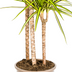 Dracaena Marginata Sunray: Tropische Schönheit im Korb Ø24cm (130-150cm) Bild 5