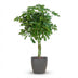 Schefflera Nora mit grauem Topf – 70cm – Ø21 Bild 1