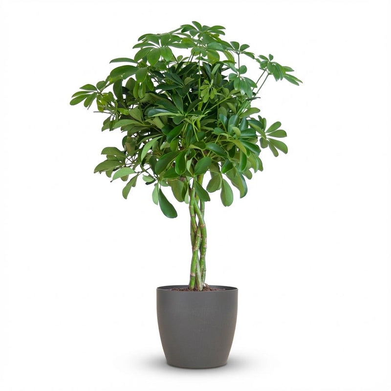 Schefflera Nora mit grauem Topf – 70cm – Ø21
