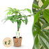 Money Tree (Pachira Aquatica) with Braided Stem, Set of 2, 60-70cm Bild 1
