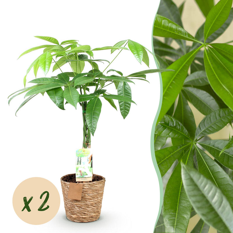 Money Tree (Pachira Aquatica) with Braided Stem, Set of 2, 60-70cm