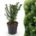 Green boutiQ - 16x Taxus baccata - Eibe - Heckenpflanzen - Immergrün - Grün - Topf 9cm - Höhe 20-30cm Bild 3