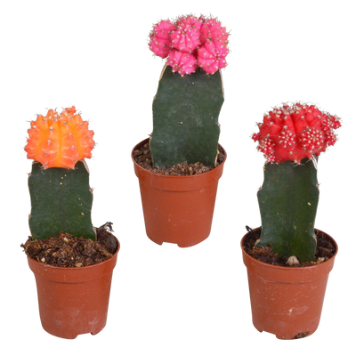 Gymnocalycium Mischung - 3x Veredelte Sukkulenten, 5,5 cm Topf