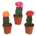 Gymnocalycium Mischung - 3x Veredelte Sukkulenten, 5,5 cm Topf Bild 1