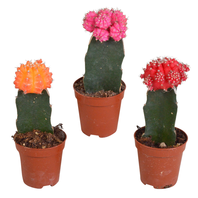 Gymnocalycium Mischung - 3x Veredelte Sukkulenten, 5,5 cm Topf