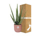 Aloe Vera 12cm im ELHO Vibes Fold Topf 14cm Rosa Bild 4