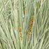 Lomandra longifolia 'White Sands' Ø19cm - 40cm Bild 5