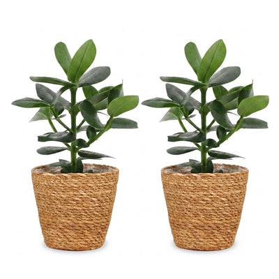 Green boutiQ - Clusia Princess - Clusia - 2 Pflanzen - mit Korb - Topf 12cm - Höhe - 40cm
