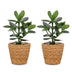 Green boutiQ - Clusia Princess - Clusia - 2 Pflanzen - mit Korb - Topf 12cm - Höhe - 40cm Bild 2