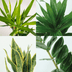 Easy Plant Box: 4 Low-Maintenance Indoor Plants for Your Home Bild 3