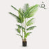 Künstliche Howea Forsteriana Palme 160 cm – Indoor-Paradies Bild 3