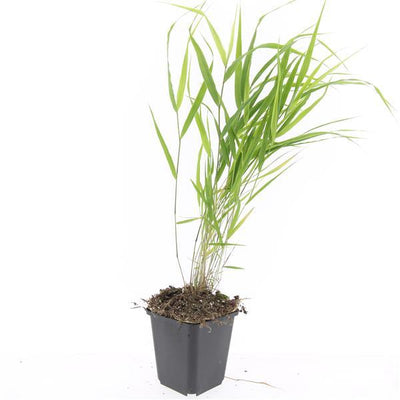 24x Japanisches Waldgras (Hakonechloa macra) - 10-25cm Topfgröße Ø9cm