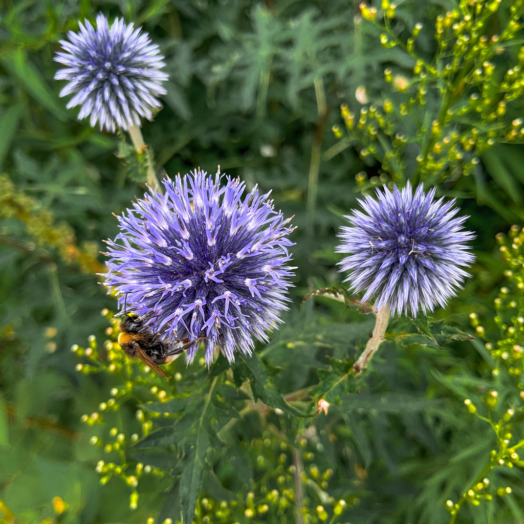 24x Echinops ritro - ↕10-25cm - Ø9cm