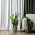 ZZ-Pflanze Zamioculcas - Ø21cm - ↕100cm Bild 3