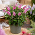 Buddleja Butterfly Candy Little Pink: 3x Butterfly Bush, pink, 12cm Pot Bild 6