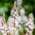 Tiarella cordifolia 60x, 10-25cm height, 9cm pot Bild 6