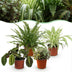 Green boutiQ: 4 Haustierfreundliche Zimmerpflanzen Mix (Topf 12cm, H 25cm) Bild 1