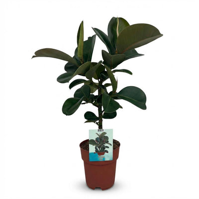 Gummibaum 'Ficus Elastica Cloe' - Pflegeleicht, 65cm, Topf 19cm