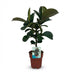 Gummibaum 'Ficus Elastica Cloe' - Pflegeleicht, 65cm, Topf 19cm Bild 2