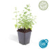 24x Nepeta 'Six Hills Giant' Staude, 10-25cm, Ø9cm Bild 3