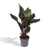 Calathea Ornata Indoor Plant (Ø14cm, 50cm tall) with Pink Veins Bild 1