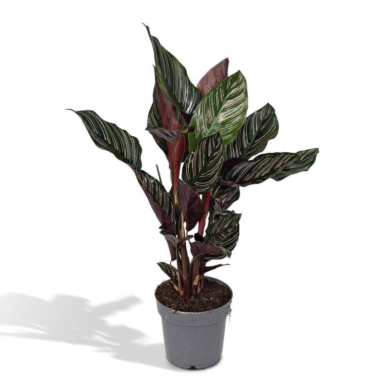 Calathea Ornata Indoor Plant (Ø14cm, 50cm tall) with Pink Veins