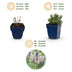 Green boutiQ - Stauden - Lavandula Tricolour - Lavendel - Duftend - Blau - Rosa - Weiß - 6 Pflanzen - Topf 11 cm - Höhe 15-25 cm Bild 4
