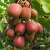 Green Kiwi Plant Ken's Red (2 Pcs.) - Red Fruits, Pot 15cm Bild 5