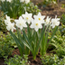 30x Weiße Narzissen Zwiebeln - Botanische Weiße Mischung Frühlingsblüher Bild 2