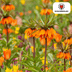 Fritillaria / Crown Imperial Garland Star 5 pieces Bild 2