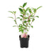 GreenboutiQ - Rispenhortensie - Hydrangea panniculata Vanille Fraise - Blüte Weiß Rosa - 1 Pflanze - Laubabwerfend - Große Blumen - Topf 17cm Höhe 50cm Bild 2