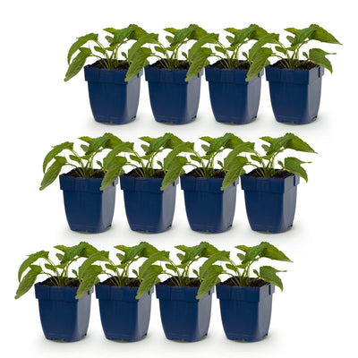 Green boutiQ - Staude - Rudbeckia fulg. Goldsturm - Gelbe Sonnenhut - Bienen- und Schmetterlingsanwerfer - Gelb - 12 Pflanzen - Topf 11cm - Höhe 15-25cm