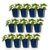 Green boutiQ - Staude - Rudbeckia fulg. Goldsturm - Gelbe Sonnenhut - Bienen- und Schmetterlingsanwerfer - Gelb - 12 Pflanzen - Topf 11cm - Höhe 15-25cm Bild 2