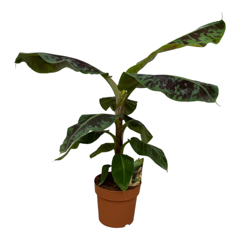 Musa Pflanze, 80 cm hoch, Ø19 Topf – tropischer Dschungel für Ihr Zuhause