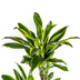 Dracaena Fragrans Golden Coast mit Korb Ø24cm - ↕130 - 150cm Bild 3
